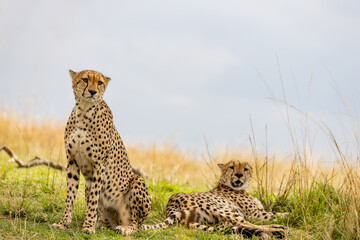 Two cheetahs resting together on the African savanna © mktuteja