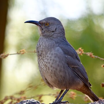 curved-billed thrasher bird