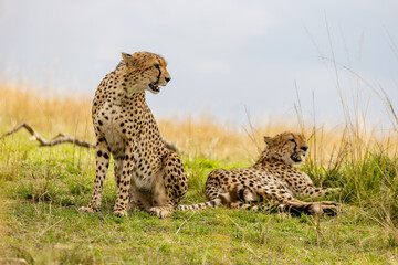 Two cheetahs resting together on the African savanna © mktuteja