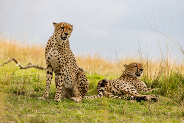 Two cheetahs resting together on the African savanna © mktuteja