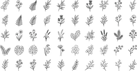 Botanical herbs and leaves set, vintage vector plant elements, elegant nature illustrations collection © Sagor