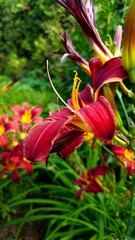 Obraz premium Close up on deep red flower