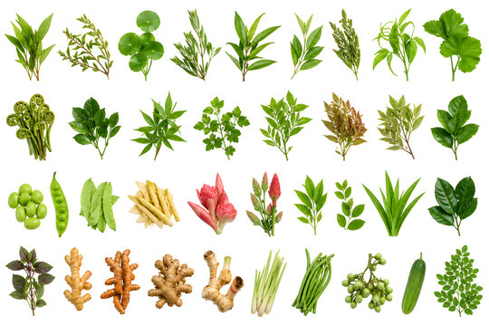 Authentic Malaysian Ulam Collection
