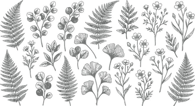 Hand drawn botanical collection featuring various fern leaves ginkgo foliage and wild meadow flowers in ink sketch