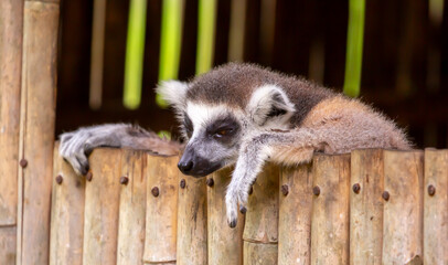 A ring-tailed lemur rests in a wooden house. These famous Madagascar primates have expressive faces. A close-up portrait of a lemur. © Vera