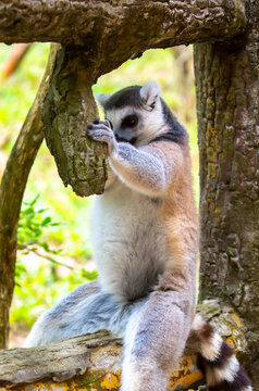 Ring-tailed lemur resting on a tree branch. Iconic Madagascar primate with a striped tail. Close-up of a lemur sitting in the trees.