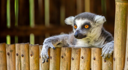 A ring-tailed lemur rests in a wooden house. These famous Madagascar primates have expressive faces. A close-up portrait of a lemur. © Vera