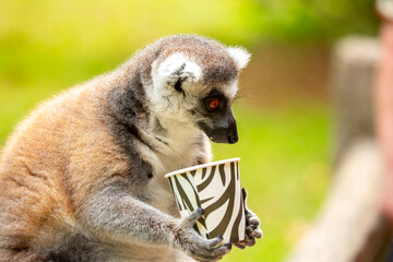 Fototapeta premium A ring-tailed lemur perches on a branch, holding a cup of food at a safari park. The famous Madagascar primate with its striped tail. Close-up of the lemur.