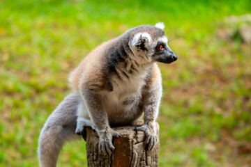 Ring-tailed lemur resting on a tree branch. Iconic Madagascar primate with a striped tail. Close-up of a lemur sitting in the trees. © Vera