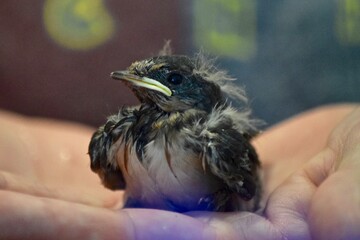 purple martin baby bird rescue in hand © Kitz Pix