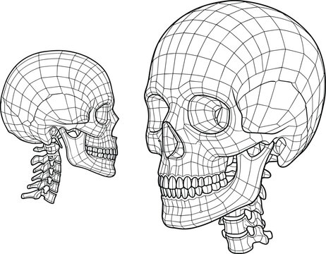Wireframe 3d human skull models with cervical spine in side and front view line style