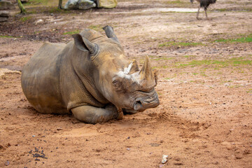 Close-up of a white rhinoceros resting on sandy ground. Powerful endangered mammal with large horn, symbolizing wildlife conservation and African fauna. © Vera