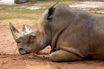 Close-up of a white rhinoceros resting on sandy ground. Powerful endangered mammal with large horn, symbolizing wildlife conservation and African fauna. © Vera