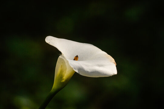 Elegant white calla lily flower blooming against a dark moody background
