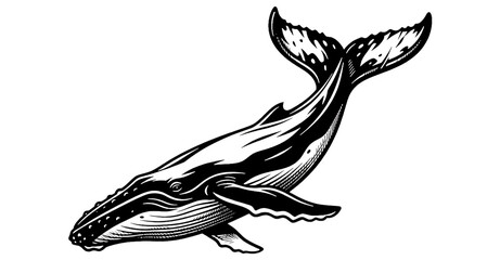 Humpback whale illustration isolated on transparent background © Riazus