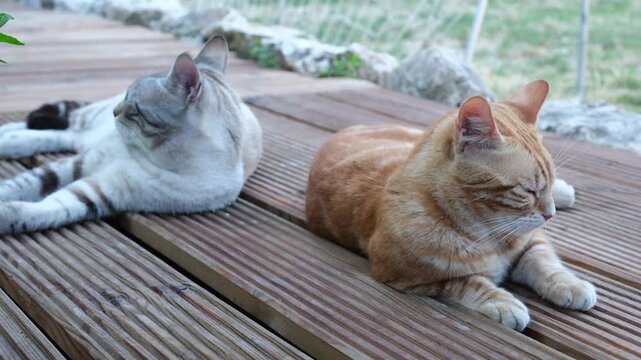 Close-up of two semi-feral domestic cats resting on a wooden deck. Working cats in traditional Mediterranean villages.