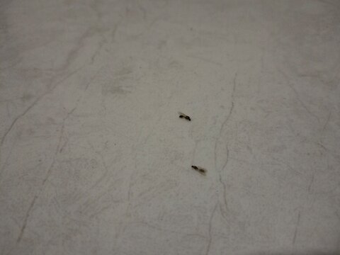 Close-up of two winged termites on a light textured surface. Small insects commonly seen during swarming season, suitable for pest control and entomology concepts.
