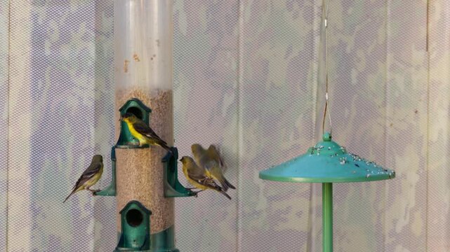 Finchs and lesser Goldfinchs squabble over food at a tube feeder