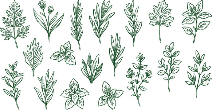 Fresh herbs and botanical spices vector icon set culinary leaves line art collection design project.eps