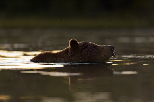 Bear late night swim after sunset