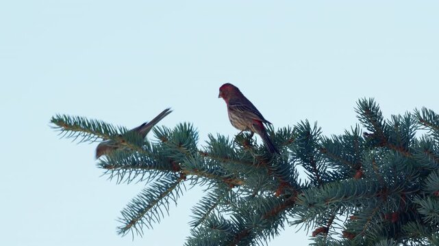 House Finch fly from pine bough