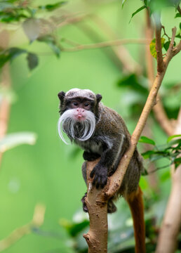 Emperor Tamarin