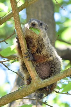 woodchuck animal eating leaves in tree