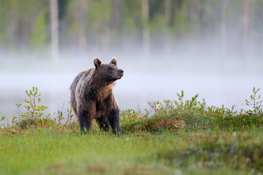 Brown bear in the misty landscape