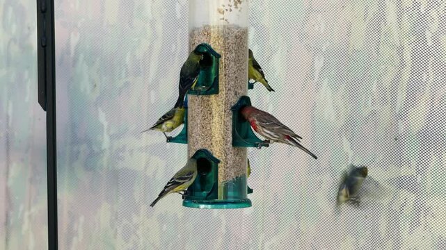 Finchs and lesser Goldfinchs squabble over food at a tube feeder