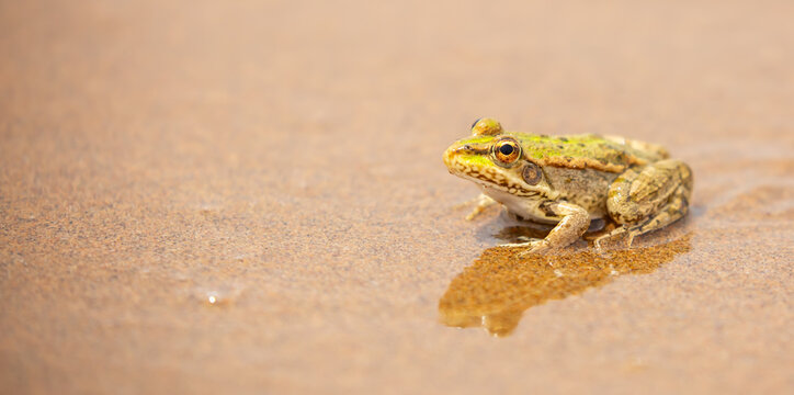 The frog sits on the sand on the shore of the lake. Beautiful wildlife landscape with place for text. The concept of protecting wildlife and ecology.