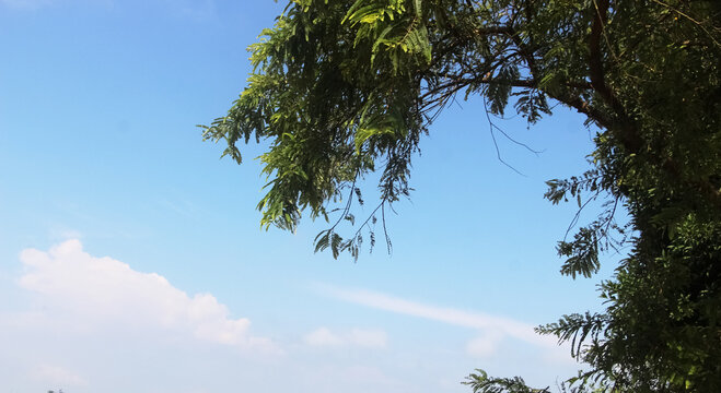Lush green tree branches framing a clear blue sky with copy space. Nature background with fresh green foliage and sunny blue sky