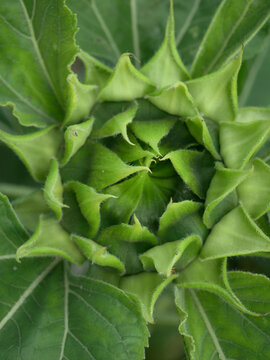 A close-up view of a green sunflower bud with tightly packed petals. The image showcases the intricate spiral pattern of the unopened flower.