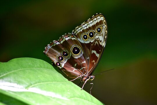 outside wing pattern of blue morpho butterfly on leaf