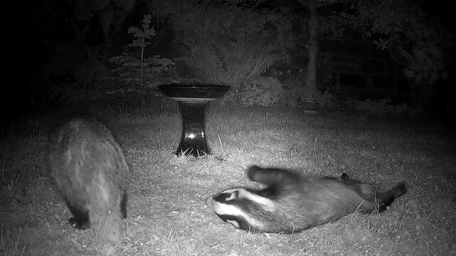 badger, badgers, European, wildlife, mammal, nocturnal, night, mating, breeding, territorial, conflict, confrontation, screaming, vocalisation, squealing, aggression, behaviour, natural, wild, woodlan