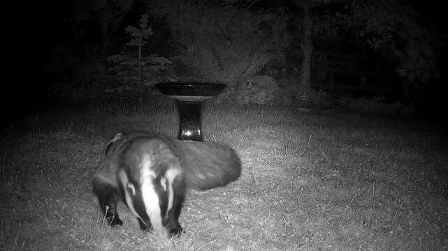 badger, badgers, European, wildlife, mammal, nocturnal, night, mating, breeding, territorial, conflict, confrontation, screaming, vocalisation, squealing, aggression, behaviour, natural, wild, woodlan