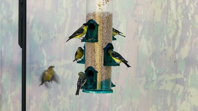 Finchs and lesser Goldfinchs squabble over food at a tube feeder