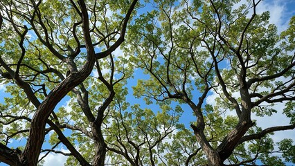 Fototapeta premium Looking up at trees with green leaves and a blue sky, showcasing the beauty of nature and the sky from the ground level.