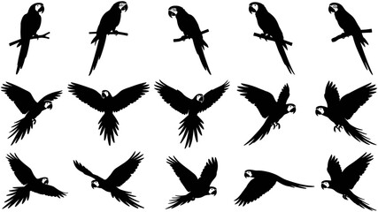 Silhouette collection of macaw parrots featuring flying and perched poses on branches, ideal for tropical nature wildlife vector illustration designs.  © Ahsan