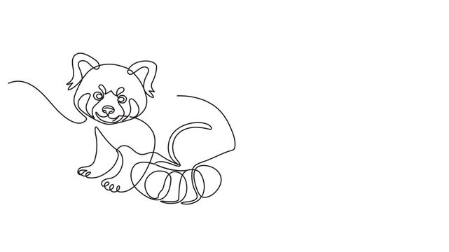 Animation of one single line drawing of funny red panda for company logo. Endangered cute red cat-bear mascot concept for national park icon. Continuous line self draw animated. Full length motion.