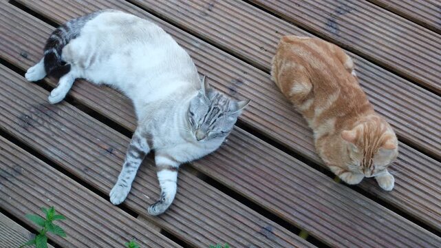 Two semi-feral domestic cats resting on a wooden deck in a Provence village. Sustainable rural lifestyle and biodiversity. Top view.