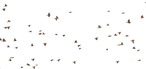sparrows brids flying fast forward isolated © sea and sun