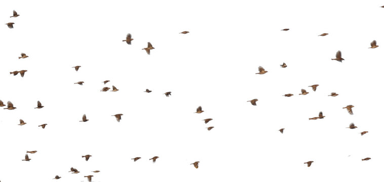 sparrows brids flying fast forward isolated