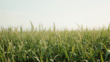 Fototapeta premium Green crop field with tall grass in the daytime. Nature and agriculture scene. The image of cultivation and farming. The concept of rural landscape and harvest.