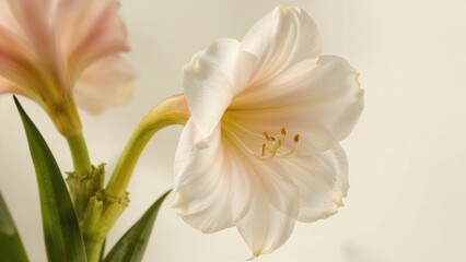 Obraz premium Single white flower with green leaves, close-up view.
