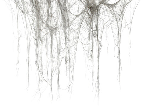 Heavy drooping cobweb curtains isolated on transparent background. Perfect creepy Halloween decoration for haunted.