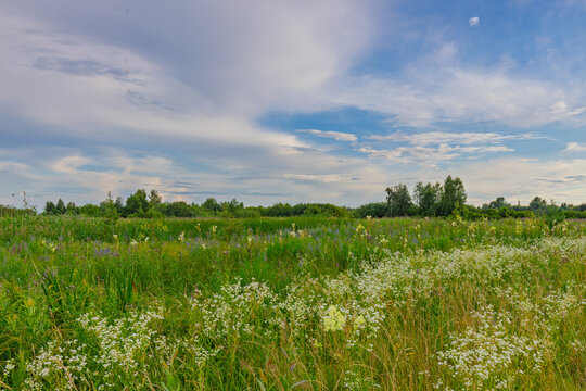 A summer flowering meadow with lush grasses and wildflowers under a cloudy sky. Tranquil scenery.