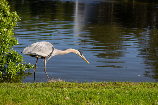 Great Blue Heron Wading in Lake