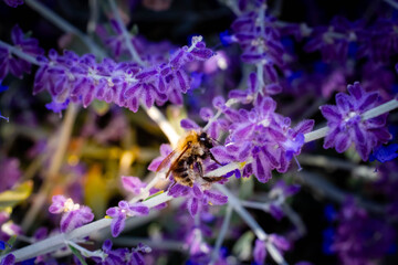 Hummel auf Blauraute Nahaufnahme einer flauschigen Hummel (oder Biene), die aktiv Nektar auf den intensiv violetten Blüten einer Blauraute (Silber-Perowskie) sammelt.  © chris100w