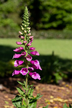 Purple Foxglove Flower