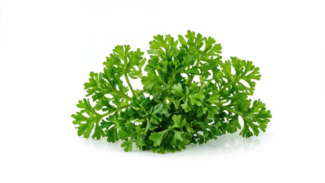 Fresh green Parsley herb with frilled leaves.